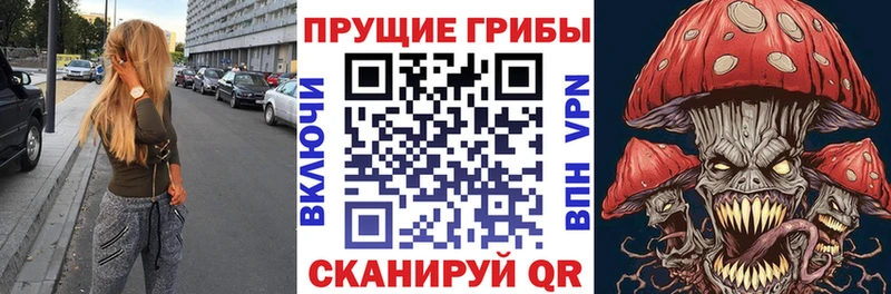 купить наркотик  Среднеуральск  Псилоцибиновые грибы Cubensis 